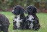 Boomer (1).jpg