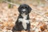 Boomer (12).jpg