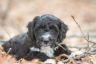 Boomer (15).jpg