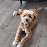 Boomer (16).jpg