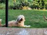 Boomer (17).jpg