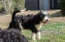 Boomer (24).jpg