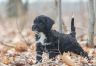 Boomer (7).jpg