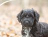 Boomer (8).jpg