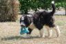 Boomer (9).jpg